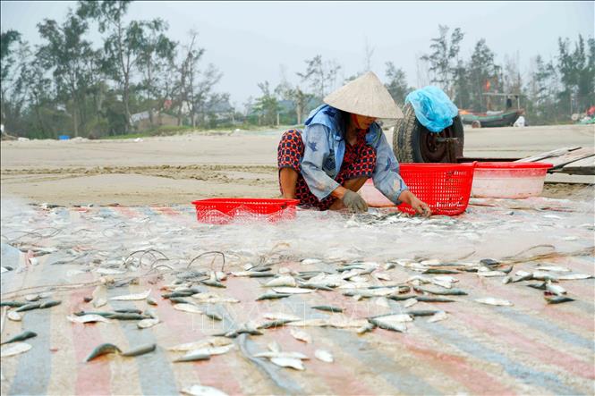 Người dân phân loại cá theo kích cỡ. Ảnh: Hữu Quyết - TTXVN