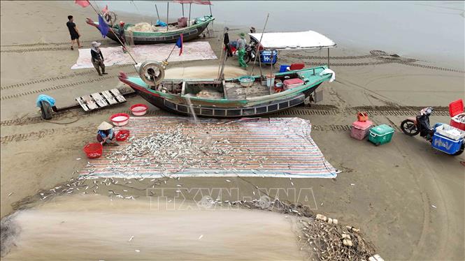 Những mẻ lưới đầy cá được ngư dân gỡ ngay khi cập bờ. Ảnh: Hữu Quyết - TTXVN