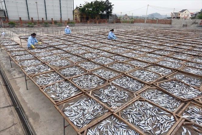 Công đoạn phơi cá trong quy trình chế biến cá xuất khẩu tại Công ty TNHH Phương Mai (Nghệ An); đây là công ty đã xuất khẩu nhiều sản phẩm từ cá sang thị trường Thái Lan, Lào…Ảnh: Danh Lam - TTXVN