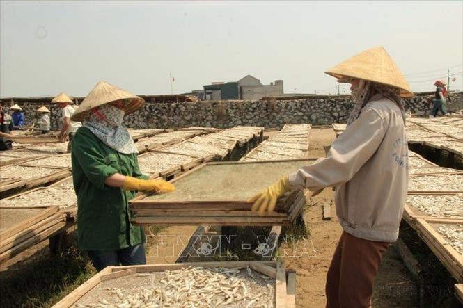 Phơi khô sản phẩm cá trỏng tại xã Quỳnh Dỵ, Thị xã Hoàng Mai, tỉnh Nghệ An. Ảnh: Bích Huệ - TTXVN
