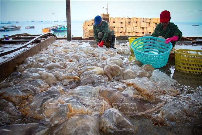 Mùa sứa tại vùng biển huyện Cô Tô kéo dài khoảng 3 tháng, đem lại thu nhập cho người lao động tại các xưởng chế biến từ 10-20 triệu đồng/người. Ảnh: TTXVN phát