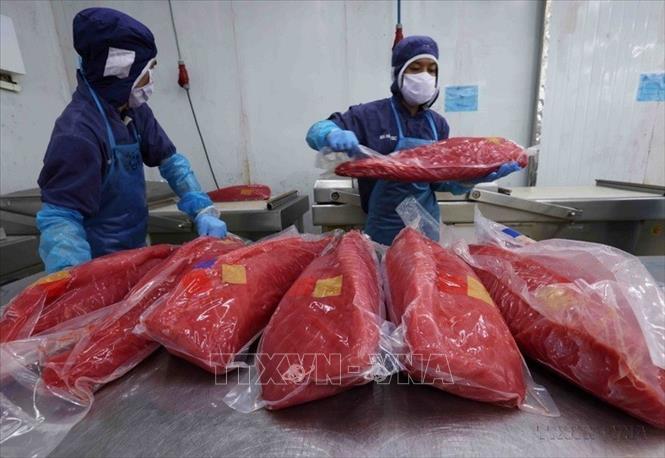 Sơ chế, đóng gói sản phẩm cá ngừ xuất khẩu tại nhà máy của Công ty Cổ phần Bá Hải (Phú Yên). Ảnh: Vũ Sinh - TTXVN