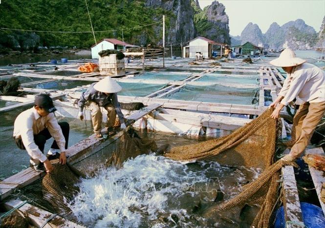 Thu hoạch cá lồng bè ở thị trấn Cát Bà (Đặc khu Cát Hải, Hải Phòng).  Ảnh: Huy Hùng - TTXVN