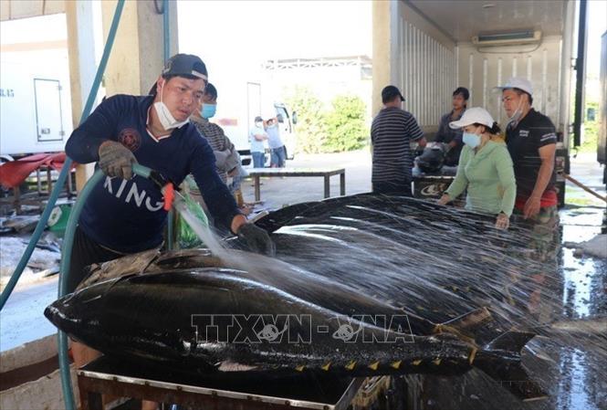 Cá Ngừ đại dương được sơ chế trước khi ướp lạnh tại cảng cá Tuy Hòa, Phú Yên. Ảnh: Phạm Cường - TTXVN