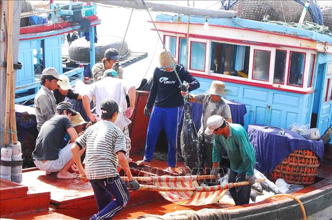 Cá Ngừ đại dương về cảng cá Tuy Hòa, Phú Yên. Ảnh: Hồng Kỳ - TTXVN