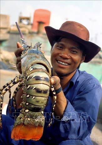 Tôm hùm đánh bắt tại ngư trường Côn Đảo, Bà Rịa - Vũng Tàu.  Ảnh: Tràng Dương - TTXVN                                      