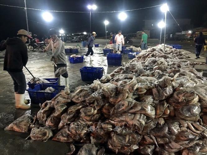Hải sản đánh bắt được tập kết tại Cảng cá Tắc Cậu (Châu Thành, Kiên Giang). Ảnh: Lê Sen - TTXVN