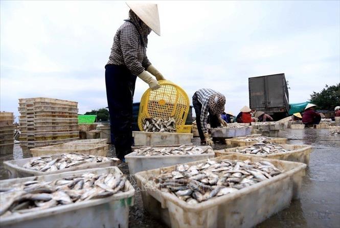 Hải sản sau khi khai thác được vận chuyển về Cảng cá Tân Sơn, huyện Thái Thụy, Thái Bình để phân loại rồi đưa đến nơi tiêu thụ (2023). Ảnh: Thế Duyệt - TTXVN