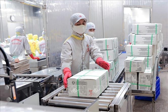 Đóng gói sản phẩm ngao xuất khẩu của Công ty CP Xuất nhập khẩu thuỷ sản Thanh Hóa, tỉnh Thanh Hóa. Ảnh: Lê Đông - TTXVN