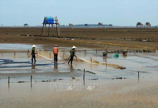 Thu hoạch ngao tại biển Đồng Châu (Thái Bình) Ảnh: Ngọc Hà - TTXVN