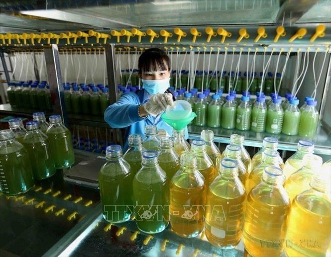 Sản xuất tảo làm thức ăn cho tôm giống trong phòng nuôi cấy tảo của Công ty cổ phần Việt - Úc Bình Định. Ảnh: Vũ Sinh - TTXVN
