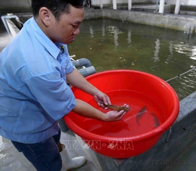 Kiểm tra chất lượng tôm bố mẹ tại trại nuôi của Công ty cổ phần Việt - Úc Bình Định. Ảnh: Vũ Sinh - TTXVN
