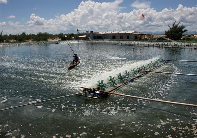 Mô hình nuôi tôm trên cát tại Quảng Bình. Ảnh: Huy Hùng -  TTXVN