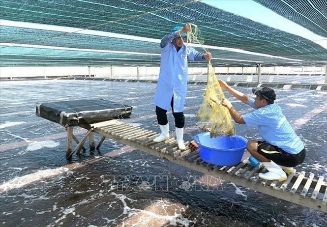 Công ty TNHH Việt Úc Phú Mỹ đang thả nuôi 7,5ha tôm chân trắng theo công nghệ mới, chất lượng cao tại xã Mỹ Thành, huyện Phù Mỹ, tỉnh Bình Định. Ảnh: Nguyên Linh - TTXVN