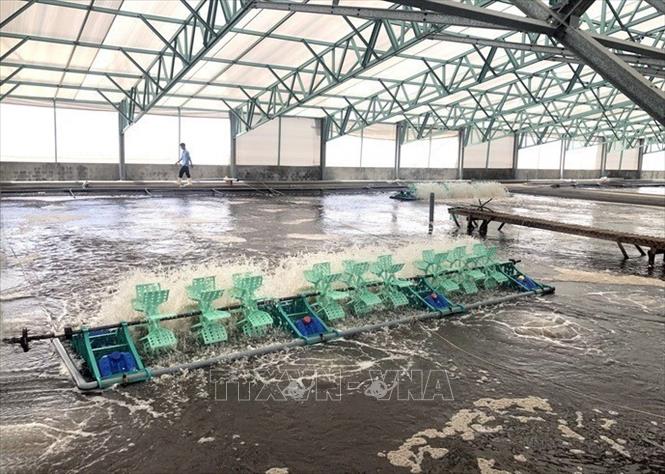 Công ty TNHH Việt Úc Phú Mỹ đang thả nuôi 7,5 ha tôm chân trắng theo công nghệ mới, chất lượng cao tại xã Mỹ Thành, huyện Phù Mỹ, tỉnh Bình Định. Ảnh: Nguyên Linh - TTXVN