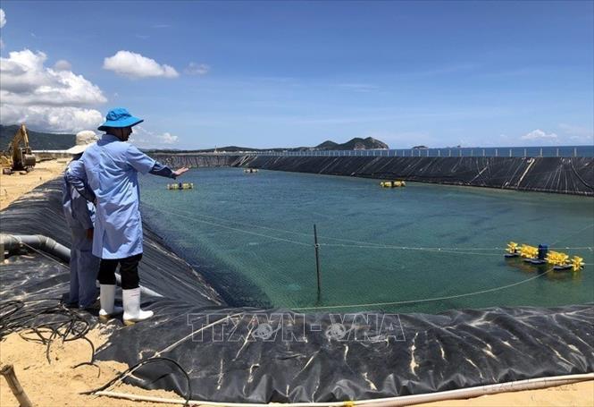 Năm 2021, Bình Định có khoảng 2.100 ha nuôi tôm nước lở, trong đó có 13 ha nuôi tôm theo công nghệ mới, chất lượng cao. Ảnh: Nguyên Linh - TTXVN