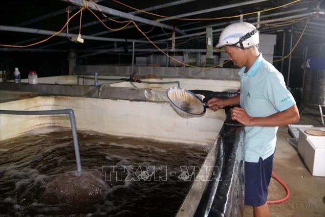 Bể ương tôm thẻ của gia đình anh Nguyễn Công Danh (xã Thái Thụy, tỉnh Hưng Yên) cho thu nhập gần 1 tỷ đồng mỗi năm. Ảnh: Thu Hoài - TTXVN