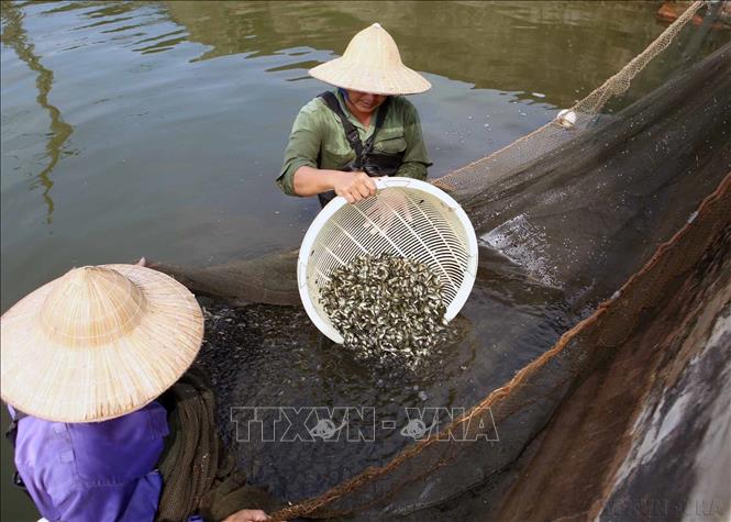 Trung tâm Giống thủy sản Thái Bình mỗi năm sản xuất và cung ứng hơn 250 triệu con giống thủy sản nước ngọt. Ảnh: Vũ Sinh - TTXVN