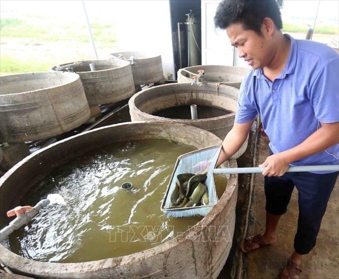 Anh Ngô Văn Vinh ở thị trấn Quỹ Nhất, huyện Nghĩa Hưng chuyên nuôi cá trê thương phẩm cung cấp cho thị trường Hà Nội, mỗi năm thu lãi gần 1 tỷ đồng, tạo việc làm cho 10 lao động tại địa phương. Ảnh: Vũ Sinh - TTXVN