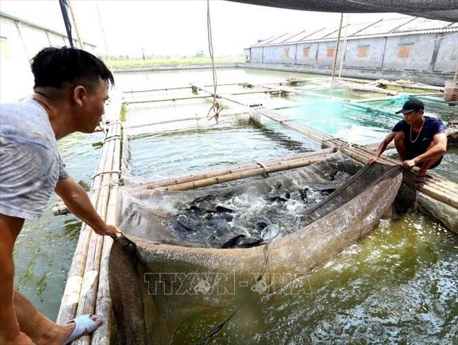 Doanh nghiệp tư nhân sản xuất và kinh doanh thủy hải sản Sơn Nguyệt ở thị trấn Rạng Đông, Nghĩa Hưng có hơn 2ha nuôi cá bống bớp và cá mú, mỗi năm thu hoạch hơn 500 tấn cá thương phẩm, đạt doanh thu khoảng 60 tỷ đồng. Ảnh: Vũ Sinh - TTXVN