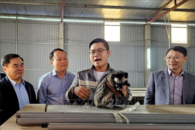 Anh Lê Minh Tú ở phường Vinh Hưng, Nghệ An chia sẻ những kinh nghiệm, kỹ thuật của mình để giúp bà con có nhu cầu nuôi chồn hương phát triển kinh tế. Ảnh: Văn Tý-TTXVN