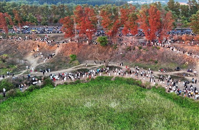 Rất đông người dân, nhất là các bạn trẻ đổ về cánh đồng cỏ lau ở Làng Đại học Thủ Đức để chụp ảnh và ngắm Mặt Trời “trứng muối”. Ảnh: Hồng Đạt - TTXVN