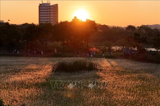 Mặt Trời “trứng muối” trên cánh đồng cỏ lau ở Làng Đại học Thủ Đức. Ảnh: Hồng Đạt - TTXVN