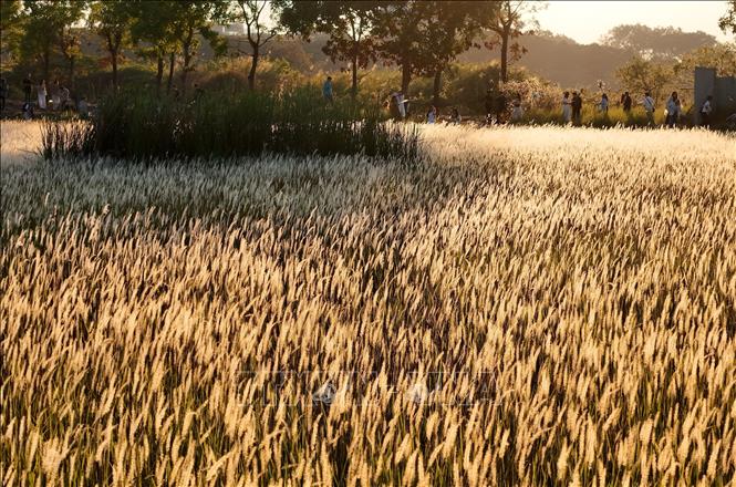 Cánh đồng cỏ lau được nhuộm vàng trong khoảnh khắc Mặt Trời “trứng muối”. Ảnh: Hồng Đạt - TTXVN