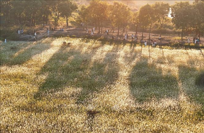 Cánh đồng cỏ lau được nhuộm vàng trong khoảnh khắc Mặt Trời “trứng muối”. Ảnh: Hồng Đạt - TTXVN