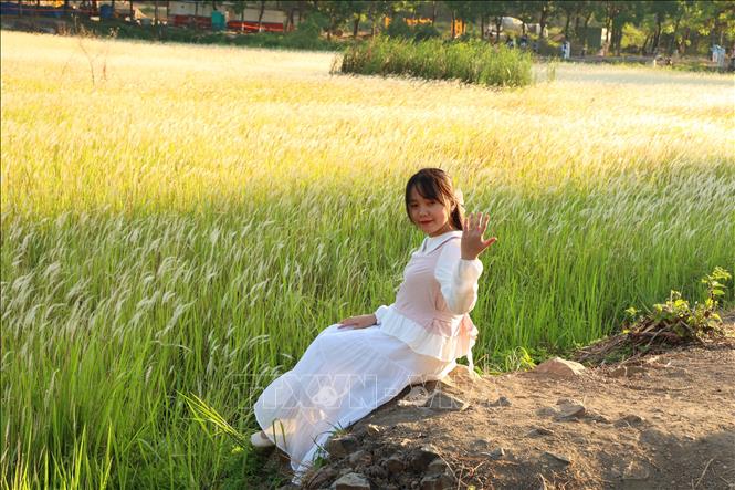 Khung giờ từ 17 - 18 giờ là “thời điểm vàng” để chụp ảnh, khi ánh hoàng hôn nhuộm vàng cả cánh đồng cỏ lau. Ảnh: Hồng Đạt - TTXVN