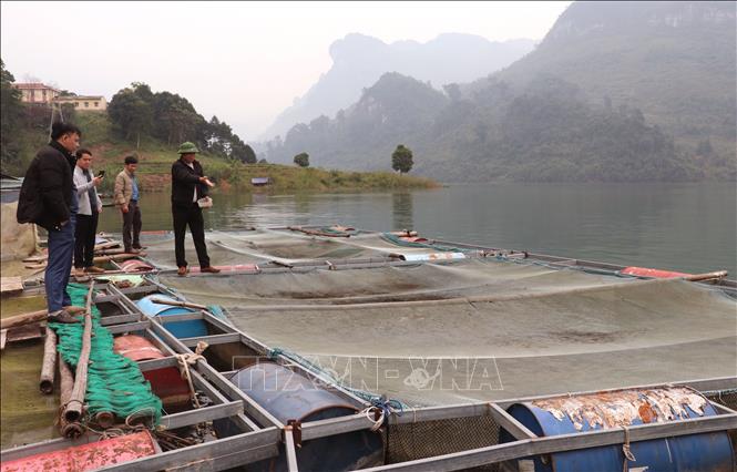 Liên kết sản xuất, nuôi cá lồng trên sông Gâm ở Minh Ngọc (Tuyên Quang) phát huy hiệu quả. Ảnh: Đức Thọ - TTXVN