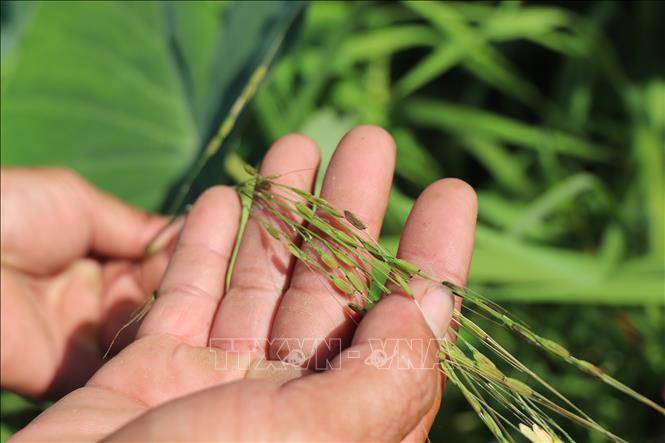 Khác với lúa trồng, lúa hoang có bộ gen ổn định hơn do không chịu tác động của quá trình thuần hóa. Ảnh: Thu Hiền - TTXVN