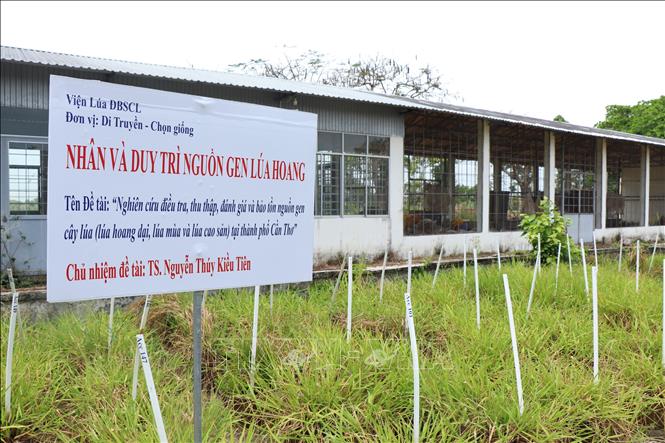 Lúa hoang được trồng tại Viện Lúa Đồng bằng sông Cửu Long ở thành phố Cần Thơ để phục vụ công tác nghiên cứu, đánh giá nguồn gen lúa. Ảnh: Thu Hiền - TTXVN