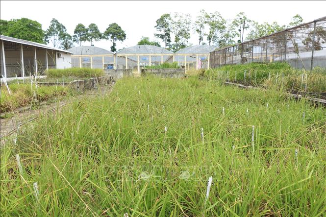Trong bối cảnh biến đổi khí hậu diễn biến phức tạp, việc kết hợp giữa bảo tồn tại chỗ và bảo tồn trong ngân hàng gen giúp Việt Nam giữ vững vị thế là quốc gia xuất khẩu gạo hàng đầu. Ảnh: Thu Hiền - TTXVN