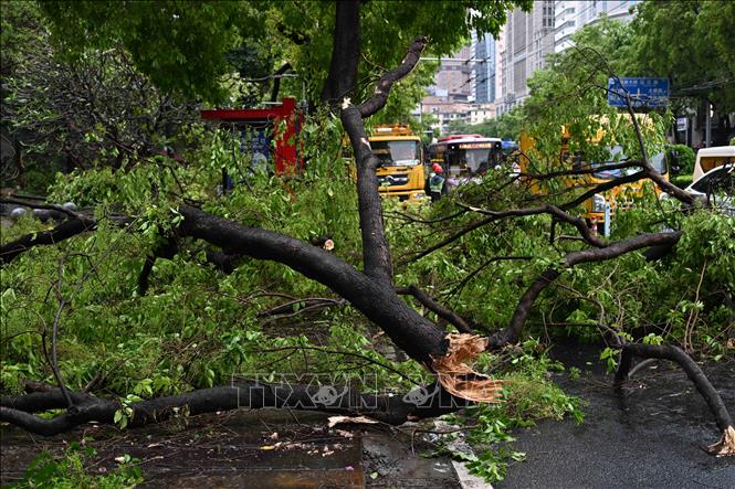 Cây cối gãy đổ do mưa lớn tại Quảng Châu, tỉnh Quảng Đông, Trung Quốc, ngày 30/3/2026. Ảnh: THX/TTXVN