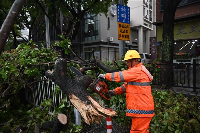 Cây cối gãy đổ do mưa lớn tại Quảng Châu, tỉnh Quảng Đông, Trung Quốc, ngày 30/3/2026. Ảnh: THX/TTXVN