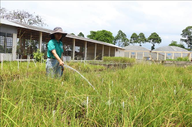 Cán bộ Viện Lúa Đồng bằng sông Cửu Long chăm sóc lúa hoang được trồng để nghiên cứu bảo tồn tại khu thực nghiệm của Viện. Ảnh: Thu Hiền - TTXVN