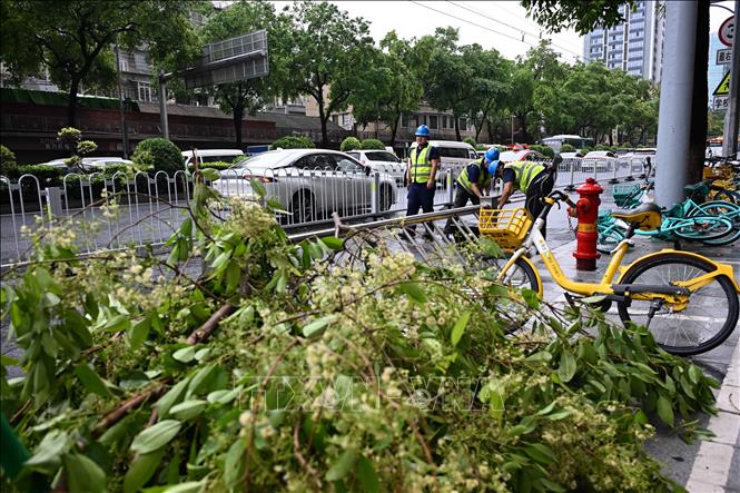 Cây cối gãy đổ do mưa lớn tại Quảng Châu, tỉnh Quảng Đông, Trung Quốc, ngày 30/3/2026. Ảnh: THX/TTXVN