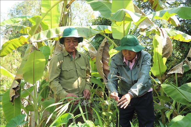 Cán bộ Khu bảo tồn thiên nhiên Lung Ngọc Hoàng khảo sát lúa hoang mọc trong rừng. Ảnh: Thu Hiền - TTXVN