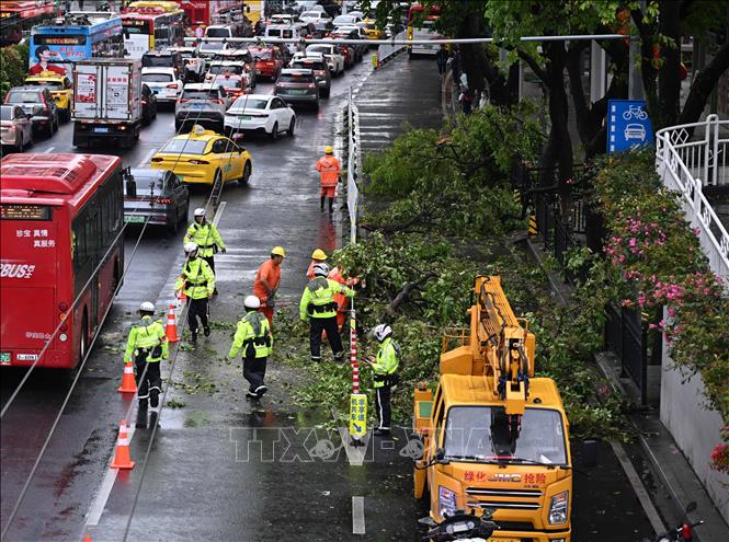 Cây cối gãy đổ do mưa lớn tại Quảng Châu, tỉnh Quảng Đông, Trung Quốc, ngày 30/3/2026. Ảnh: THX/TTXVN