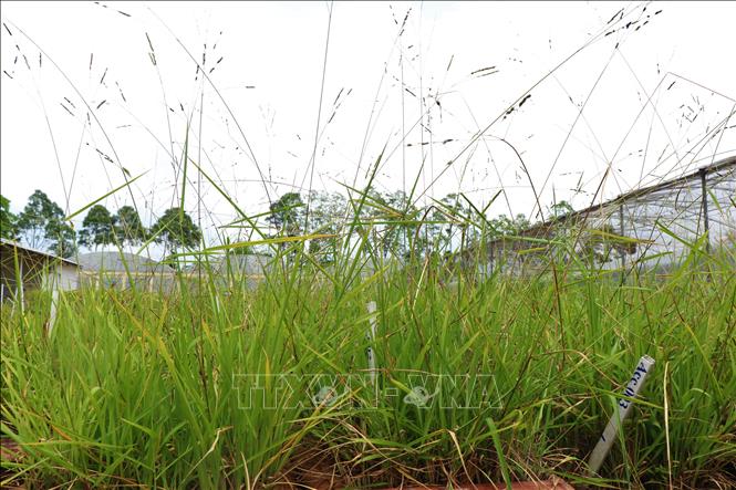 Lúa hoang có đặc điểm như hạt dễ rụng, vỏ sậm màu, độ ngủ nghỉ cao... chính là cơ chế giúp loài này thích nghi và tiến hóa liên tục. Ảnh: Thu Hiền - TTXVN