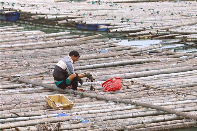  Người dân địa phương kiểm tra chất lượng, kích thước hàu trên những giàn nuôi tại cửa biển Lạch Cờn (tỉnh Nghệ An). Ảnh: Xuân Tiến - TTXVN 