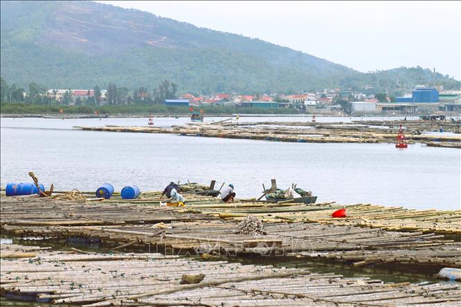 Hoạt động khai thác hàu nuôi trên giàn của người dân địa phương trên sông Hoàng Mai, giáp cửa biển Lạch Cờn. Ảnh: Xuân Tiến - TTXVN 