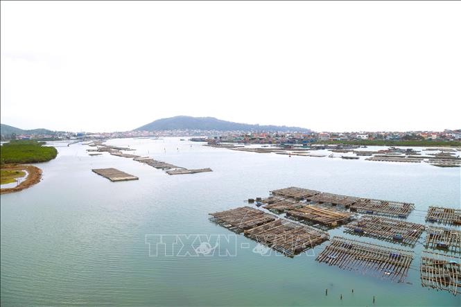 Hơn 10 năm qua, đoạn cuối sông Hoàng Mai trước khi đổ ra cửa biển Lạch Cờn đã diễn ra tình trạng người dân lấn chiếm lòng sông, luồng tuyến để lắp đặt chi chít những giàn nuôi hàu trái phép. Ảnh: Xuân Tiến - TTXVN 