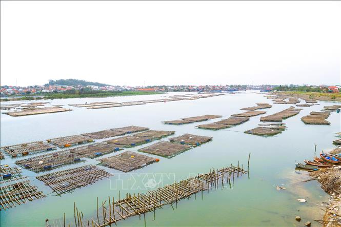 Khu vực cửa biển Lạch Cờn (phường Tân Mai, phường Quỳnh Mai, tỉnh Nghệ An) là nơi cuối nguồn của sông Hoàng Mai đổ ra biển có hàng trăm giàn nuôi hàu lần chiếm lòng sông với mật độ dày đặc. Ảnh: Xuân Tiến - TTXVN 
