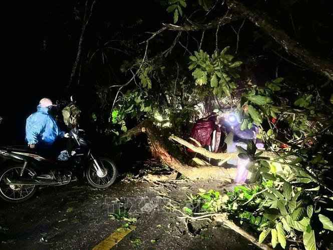 Nhiều cây to ở xã Bảo Lâm (Cao Bằng) bị giông lốc quật đổ, gây ách tắc giao thông. Ảnh: TTXVN phát 