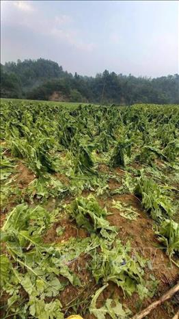 Nhiều diện tích cây công nghiệp ở xã Hòa An (Cao Bằng) đang đến vụ thu hoạch thì bị mưa đá gây thiệt hại. Ảnh: TTXVN phát 
