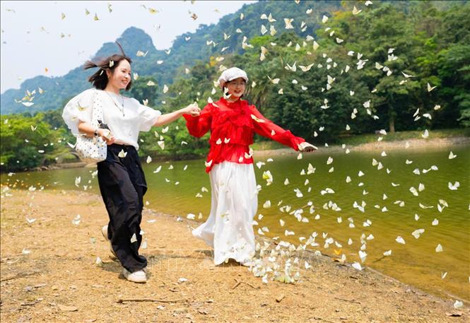 Du khách thích thú với những cánh bướm mỏng manh. Ảnh: Đức Phương - TTXVN