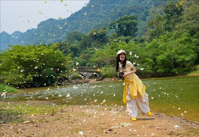 Du khách thích thú với những cánh bướm mỏng manh. Ảnh: Đức Phương - TTXVN