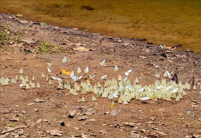 Những cánh bướm mỏng manh đã làm đa dạng các loại hình du lịch của Cúc Phương. Ảnh: Đức Phương - TTXVN